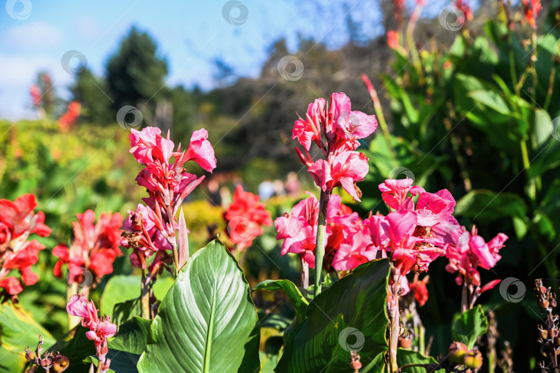 Скачать Розовые цветы канны Президент, цветущие в саду, с большими зелеными листьями, яркая летняя цветочная сцена с избирательным акцентом и естественным солнечным светом фотосток Ozero