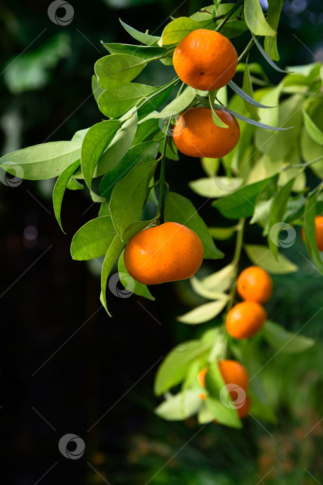 Скачать Гроздь спелых клементинов, растущих на зеленой ветке с листьями. Свежие цитрусовые гибридные плоды при естественном освещении, демонстрирующие рост и здоровый урожай. фотосток Ozero