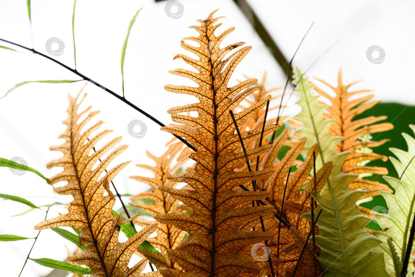 Скачать Коричневые щитовидные листья папоротника Drynaria rigidula вблизи демонстрируют состарившиеся плодородные листья и естественную поверхность тропического эпифитного папоротника фотосток Ozero