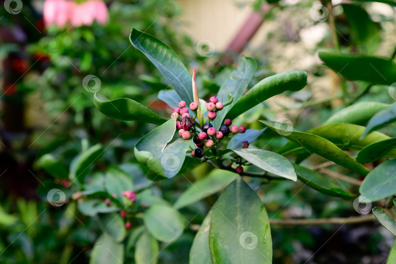 Скачать Крупный план ветки ардизии овальной с зелеными глянцевыми листьями и гроздьями красных и темных ягод в тропическом саду на естественном ботаническом фоне. фотосток Ozero