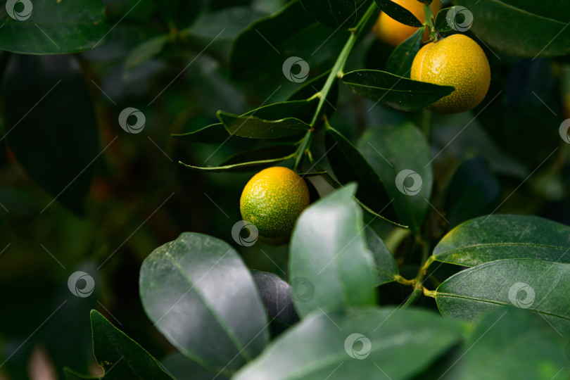 Скачать Два овальных незрелых плода кумквата маруми с зелеными листьями свисают на ветке вплотную друг к другу. Растение семейства цитрусовых Fortunella japonica из Японии фотосток Ozero