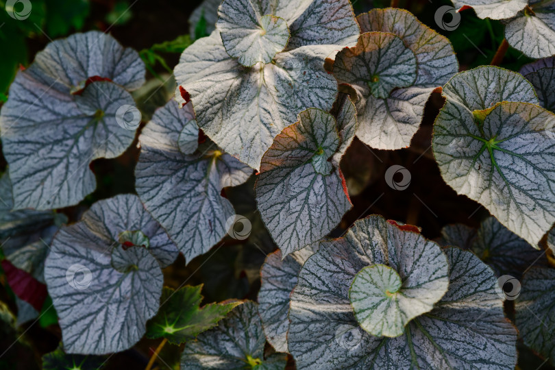 Скачать Декоративная листва бегонии рекс с крупными листьями с серебристым рисунком в ботаническом саду. Фон из экзотических декоративных растений с естественной текстурой. фотосток Ozero