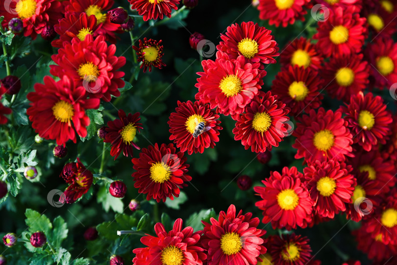 Скачать Журчалка сидит на красной хризантеме Марион Руж и собирает нектар фотосток Ozero