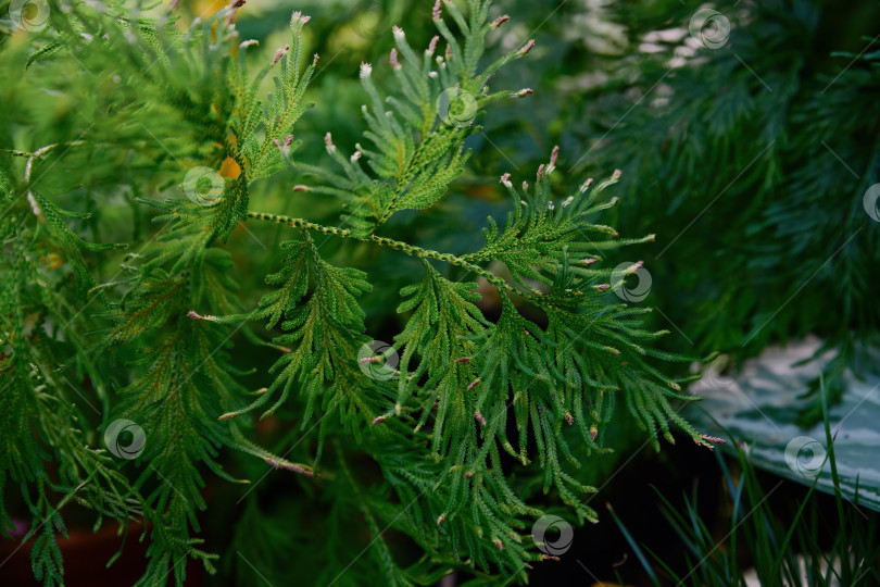 Скачать Элегантная листва селагинеллы с тонкими игольчатыми листьями в естественном садовом освещении. Декоративное тропическое растение, создающее пышный зеленый фон и текстуру. фотосток Ozero