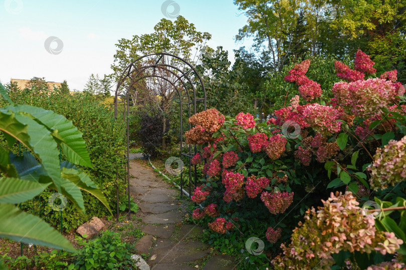 Скачать Каменная дорожка через сад на закате, окруженная розовыми цветами гортензии метельчатой, арка и спокойная осенняя атмосфера, вечерний свет, безлюдье, копировальное пространство. фотосток Ozero