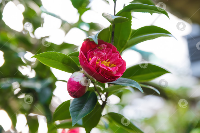 Скачать Камелия японская с темно-розовыми махровыми цветками и желтыми тычинками, распускающимися на вечнозеленой ветке. Декоративный кустарник с глянцевыми зелеными листьями в открытом грунте фотосток Ozero