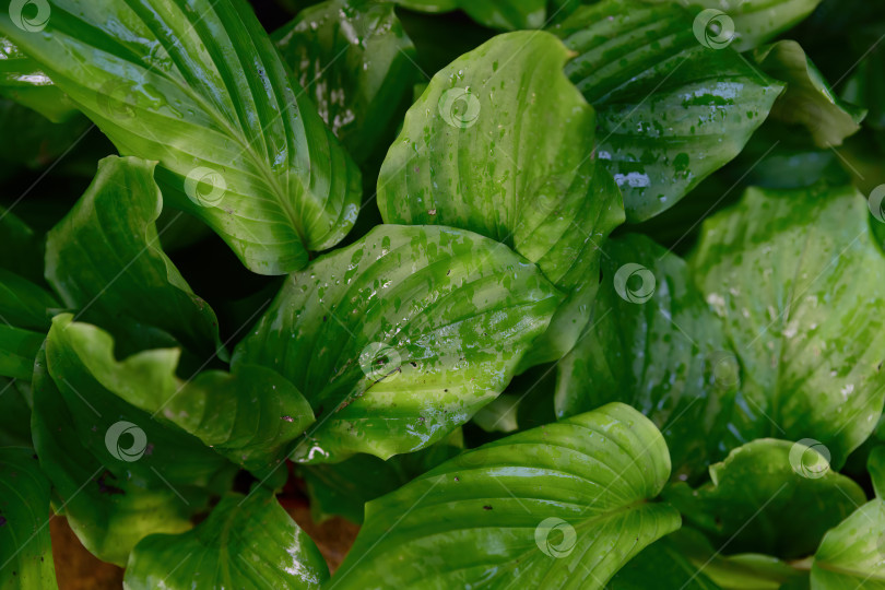 Скачать Крупный план листьев Distichochlamys orlovii с гладкой зеленой поверхностью и капельками влаги - тропическое растение подлеска с богатой естественной текстурой. фотосток Ozero