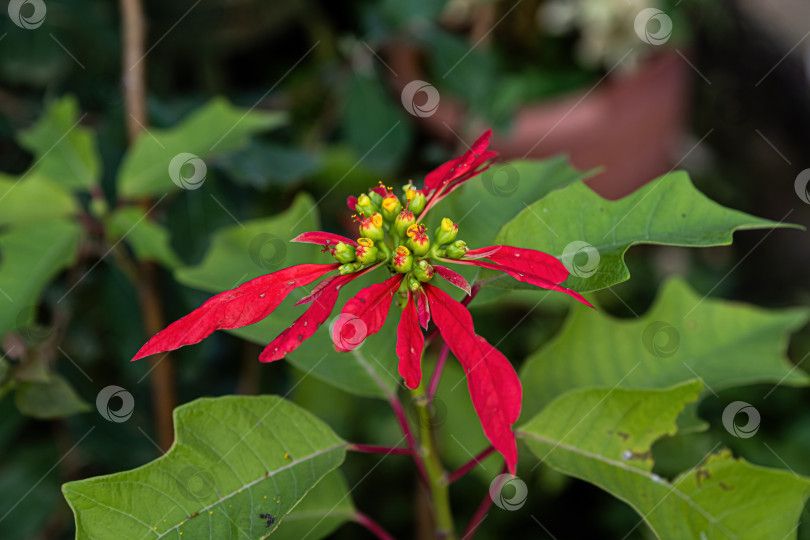 Скачать Крупный план красного цветка пуансеттии с зелеными листьями при естественном освещении. Тропическое декоративное растение, демонстрирующее свежий рост и яркий цвет. фотосток Ozero