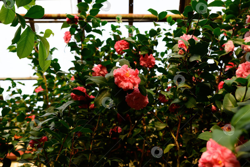 Скачать Японская камелия - кустарник, покрытый розовыми соцветиями и темно-зелеными листьями. Декоративное цветущее растение, растущее на открытом воздухе в естественных условиях сада. фотосток Ozero