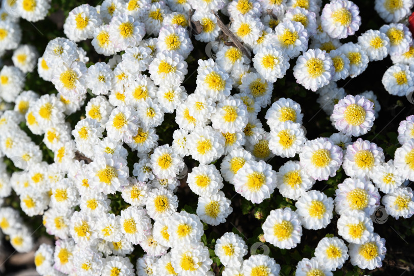 Скачать Плотная белая хризантема с белыми цветками с ярко-желтой серединкой. Декоративное осеннее растение, растущее в открытом грунте на садовой клумбе. фотосток Ozero
