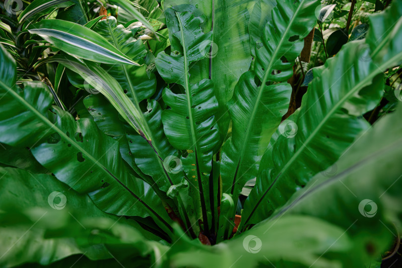 Скачать Южноазиатский папоротник-птичье гнездо с большими глянцевыми зелеными листьями в пышном тропическом саду на ботаническом фоне с естественной текстурой листвы фотосток Ozero