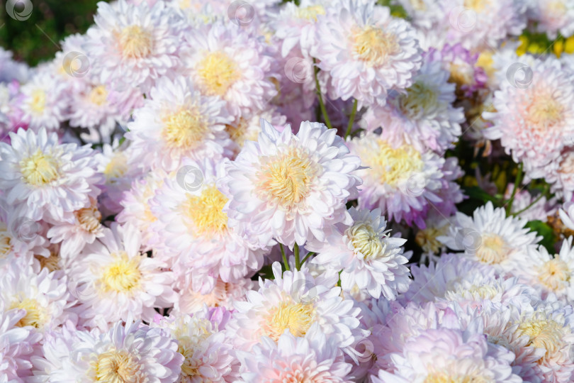 Скачать Прекрасная корейская хризантема Розовый фламинго с бледно-розовыми лепестками и нежно-желтой серединкой, сияющей под солнечными лучами, символ нежной осенней красоты. фотосток Ozero