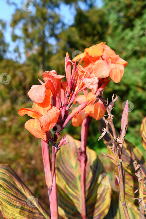 Скачать Оранжевые цветы канны Вайомингской на одной ветке на фоне голубого неба с зелеными листьями, тропическое декоративное растение, цветущее на открытом воздухе в летнем саду. фотосток Ozero