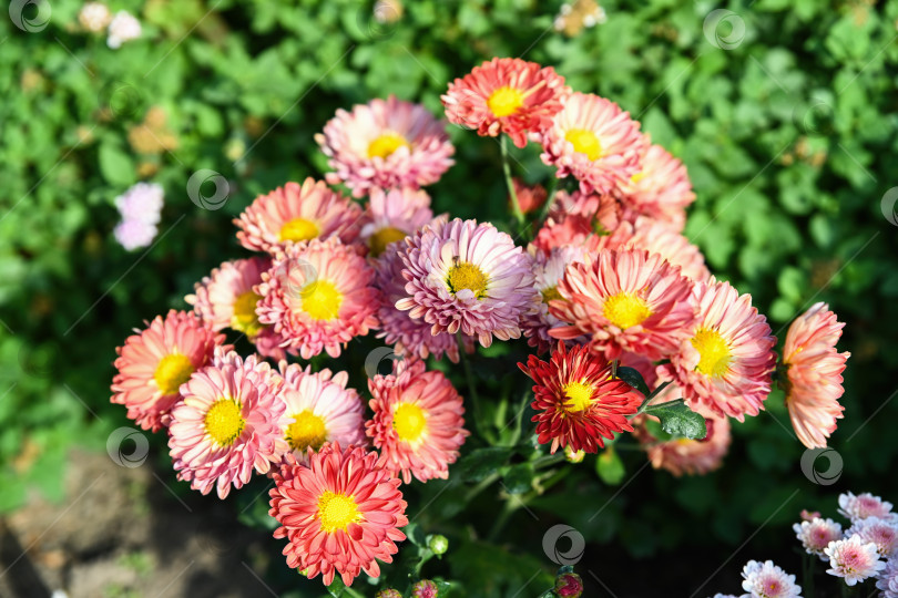 Скачать Хризантема типа розовой маргаритки multiflora Daisy Pink, цветущая на открытом воздухе с желтыми серединками и пышной зеленой листвой, создает свежий фон осеннего сада фотосток Ozero