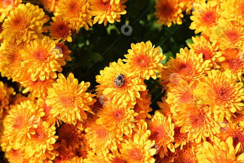 Скачать Шмель опыляет цветы хризантемы Sunbeam Flame. Естественный желтый цветочный фон с насекомыми и насыщенной атмосферой осеннего сада. фотосток Ozero