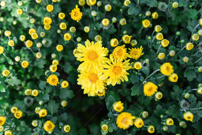 Скачать Желтая хризантема многоцветковая маргаритка Желтая с ярко-золотистой сердцевиной, цветущая на садовой клумбе, известной как Желтая маргаритка Золотая маргаритка Желтая многоцветковая фотосток Ozero