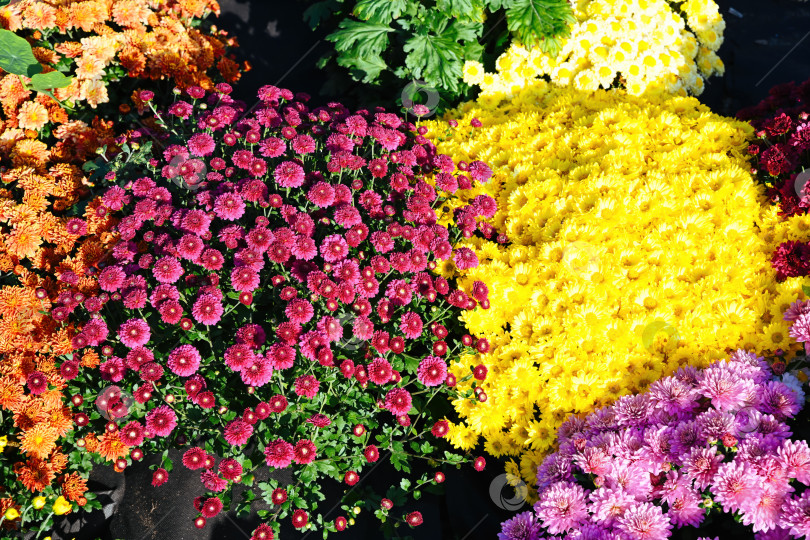 Скачать Яркие цветущие садовые хризантемы с желтыми, розовыми, оранжевыми и фиолетовыми цветами. Осенняя цветочная выставка Chrysanthemum morifolium. фотосток Ozero