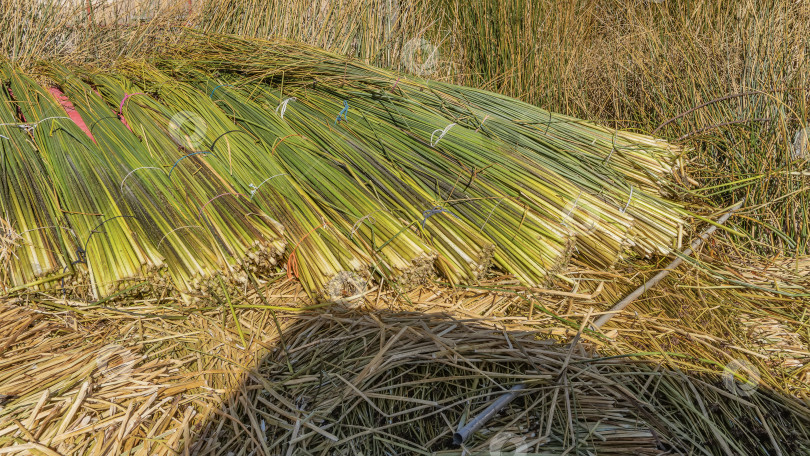 Скачать Тростник тотора срезают и связывают, пучки укладывают на землю в ряд. Перу. Озеро Титикака. Плавучие острова Урос фотосток Ozero