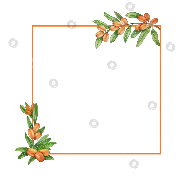 Скачать Акварельная иллюстрация ветки облепихи со спелыми ягодами и зелеными листьями на белом фоне, акварельный клипарт для дизайна упаковки и продуктов питания. фотосток Ozero