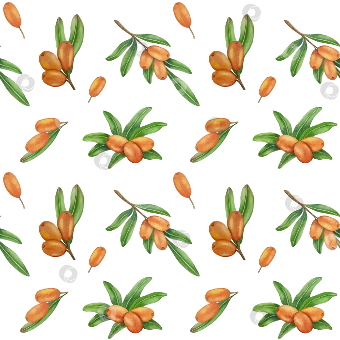 Скачать Акварельная иллюстрация ветки облепихи со спелыми ягодами и зелеными листьями на белом фоне, акварельный клипарт для дизайна упаковки и продуктов питания. фотосток Ozero