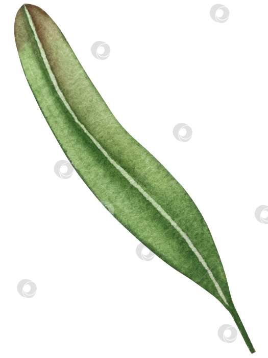 Скачать Акварельная иллюстрация ветки облепихи со спелыми ягодами и зелеными листьями на белом фоне, акварельный клипарт для дизайна упаковки и продуктов питания. фотосток Ozero