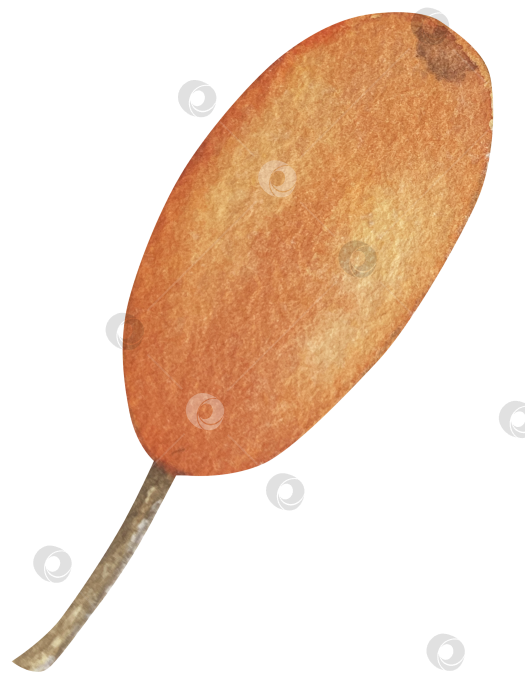 Скачать Акварельная иллюстрация ветки облепихи со спелыми ягодами и зелеными листьями на белом фоне, акварельный клипарт для дизайна упаковки и продуктов питания. фотосток Ozero