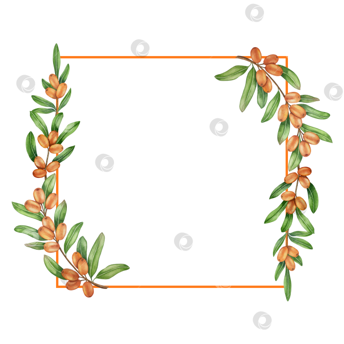 Скачать Акварельная иллюстрация ветки облепихи со спелыми ягодами и зелеными листьями на белом фоне, акварельный клипарт для дизайна упаковки и продуктов питания. фотосток Ozero