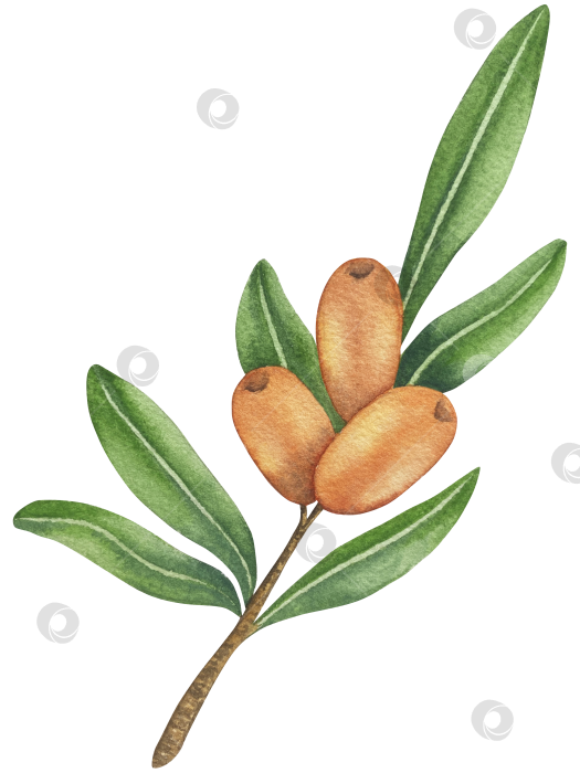 Скачать Акварельная иллюстрация ветки облепихи со спелыми ягодами и зелеными листьями на белом фоне, акварельный клипарт для дизайна упаковки и продуктов питания. фотосток Ozero