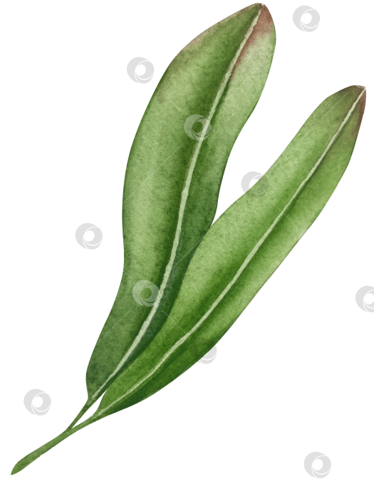 Скачать Акварельная иллюстрация ветки облепихи со спелыми ягодами и зелеными листьями на белом фоне, акварельный клипарт для дизайна упаковки и продуктов питания. фотосток Ozero