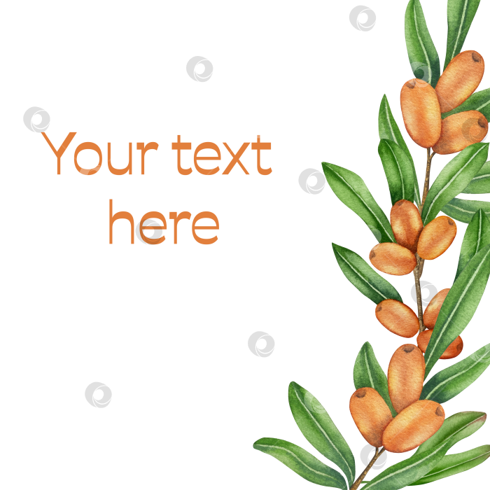 Скачать Акварельная иллюстрация ветки облепихи со спелыми ягодами и зелеными листьями на белом фоне, акварельный клипарт для дизайна упаковки и продуктов питания. фотосток Ozero