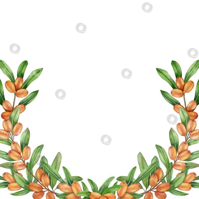 Скачать Акварельная иллюстрация ветки облепихи со спелыми ягодами и зелеными листьями на белом фоне, акварельный клипарт для дизайна упаковки и продуктов питания. фотосток Ozero