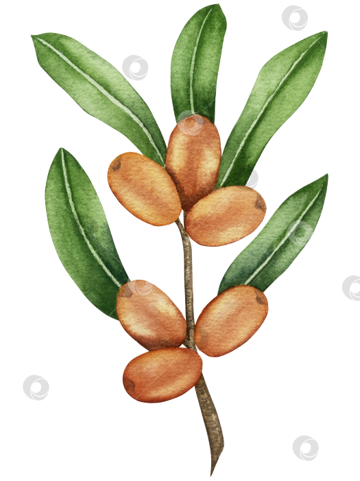 Скачать Акварельная иллюстрация ветки облепихи со спелыми ягодами и зелеными листьями на белом фоне, акварельный клипарт для дизайна упаковки и продуктов питания. фотосток Ozero