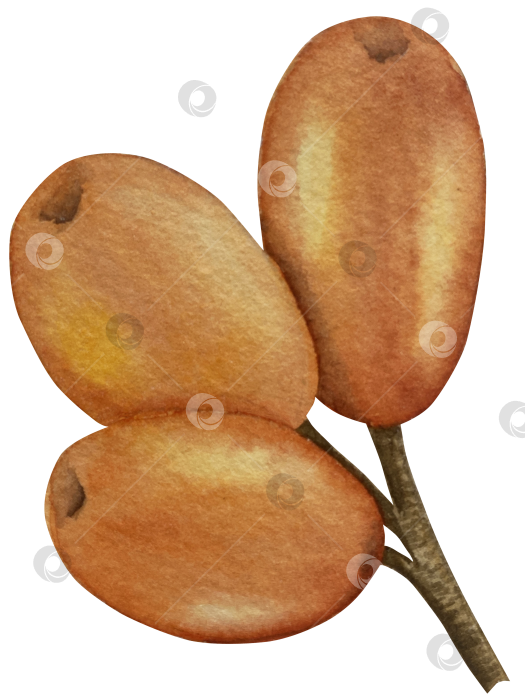 Скачать Акварельная иллюстрация ветки облепихи со спелыми ягодами и зелеными листьями на белом фоне, акварельный клипарт для дизайна упаковки и продуктов питания. фотосток Ozero