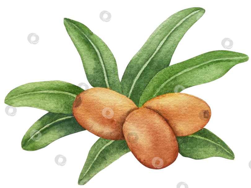 Скачать Акварельная иллюстрация ветки облепихи со спелыми ягодами и зелеными листьями на белом фоне, акварельный клипарт для дизайна упаковки и продуктов питания. фотосток Ozero