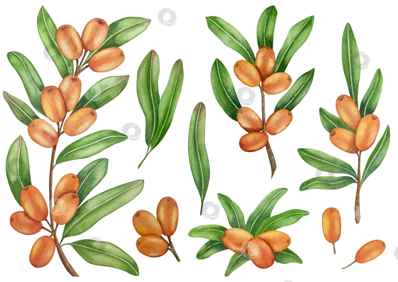 Скачать Акварельная иллюстрация ветки облепихи со спелыми ягодами и зелеными листьями на белом фоне, акварельный клипарт для дизайна упаковки и продуктов питания. фотосток Ozero