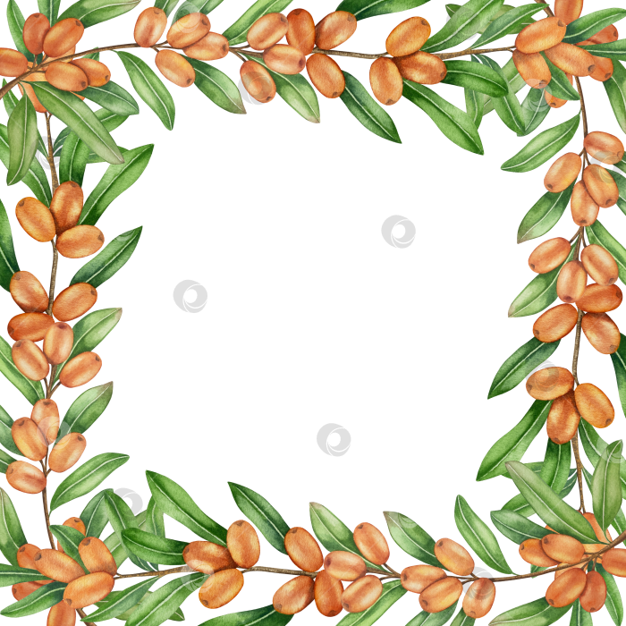 Скачать Акварельная иллюстрация ветки облепихи со спелыми ягодами и зелеными листьями на белом фоне, акварельный клипарт для дизайна упаковки и продуктов питания. фотосток Ozero