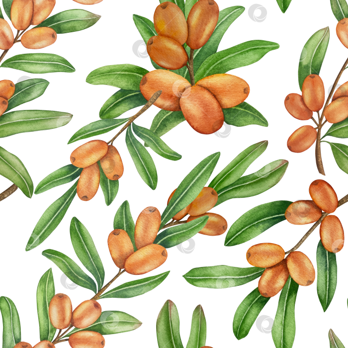 Скачать Акварельная иллюстрация ветки облепихи со спелыми ягодами и зелеными листьями на белом фоне, акварельный клипарт для дизайна упаковки и продуктов питания. фотосток Ozero