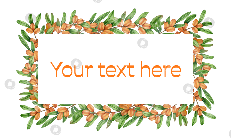 Скачать Акварельная иллюстрация ветки облепихи со спелыми ягодами и зелеными листьями на белом фоне, акварельный клипарт для дизайна упаковки и продуктов питания. фотосток Ozero