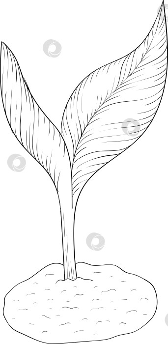 Скачать Черно-белая векторная иллюстрация садовых инструментов и принадлежностей. Гравюра с весенним настроением для упаковки, открыток и декоративных целей. фотосток Ozero