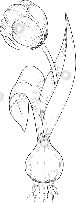 Скачать Черно-белая векторная иллюстрация садовых инструментов и принадлежностей. Гравюра с весенним настроением для упаковки, открыток и декоративных целей. фотосток Ozero