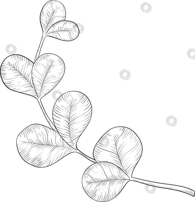 Скачать Черно-белые чернила в векторном стиле иллюстрируют садовые инструменты и принадлежности. Гравюра с весенним настроением для упаковки, открыток и декоративных целей фотосток Ozero