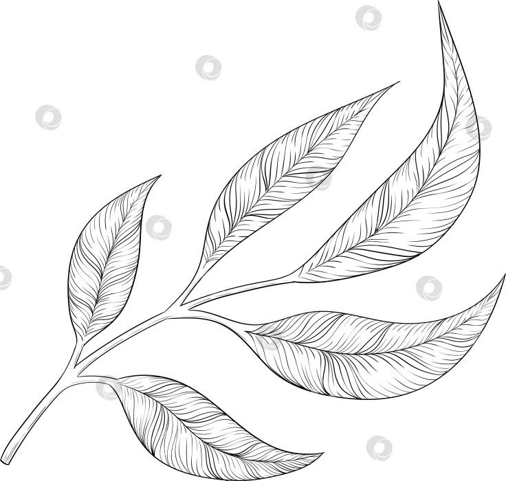 Скачать Черно-белые чернила в векторном стиле иллюстрируют садовые инструменты и принадлежности. Гравюра с весенним настроением для упаковки, открыток и декоративных целей фотосток Ozero