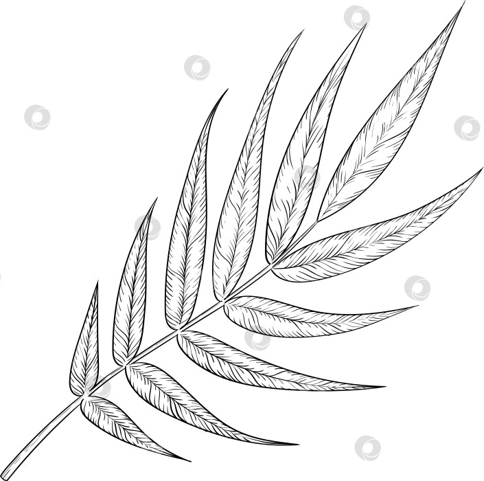 Скачать Черно-белые чернила в векторном стиле иллюстрируют садовые инструменты и принадлежности. Гравюра с весенним настроением для упаковки, открыток и декоративных целей фотосток Ozero