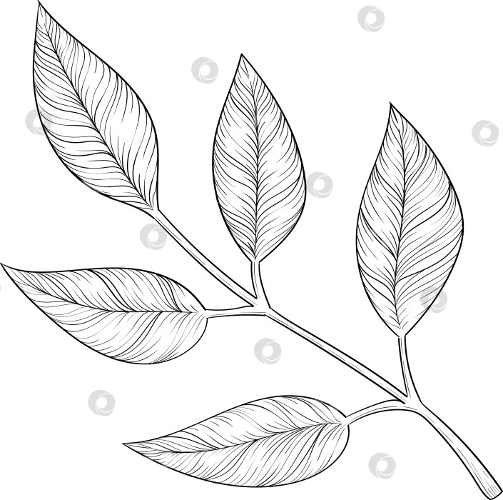 Скачать Черно-белые чернила в векторном стиле иллюстрируют садовые инструменты и принадлежности. Гравюра с весенним настроением для упаковки, открыток и декоративных целей фотосток Ozero