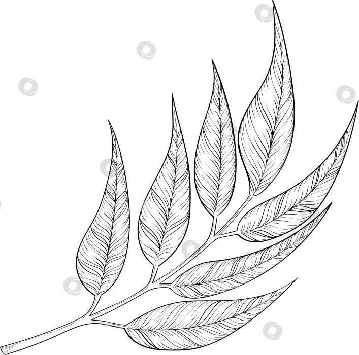 Скачать Черно-белая векторная иллюстрация садовых инструментов и принадлежностей. Гравюра с весенним настроением для упаковки, открыток и декоративных целей. фотосток Ozero