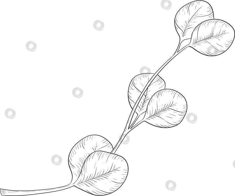 Скачать Черно-белые чернила в векторном стиле иллюстрируют садовые инструменты и принадлежности. Гравюра с весенним настроением для упаковки, открыток и декоративных целей фотосток Ozero