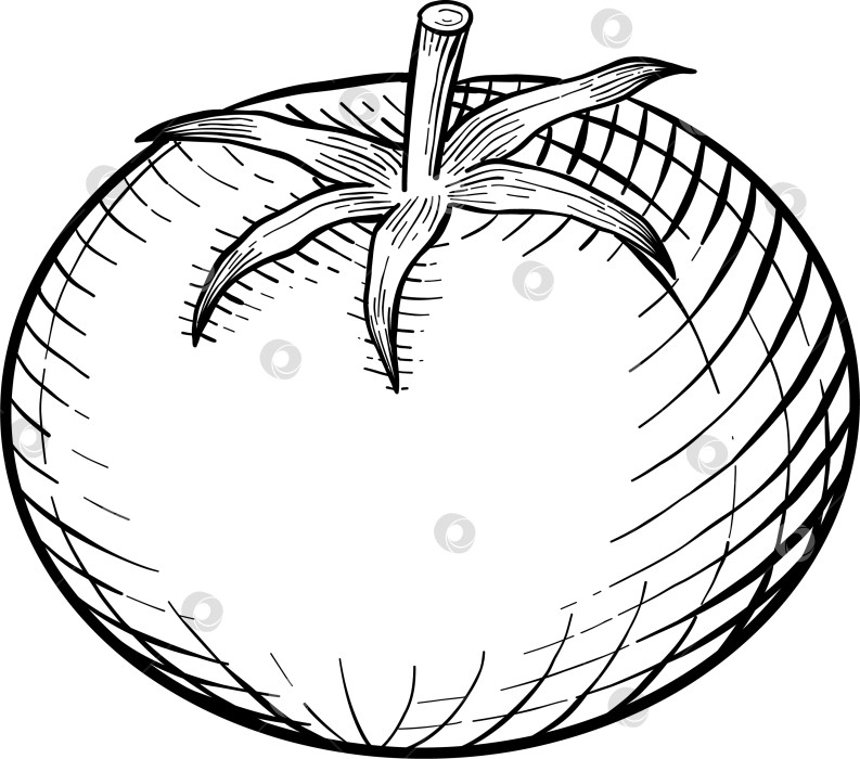 Скачать Иллюстрации различных блюд итальянской кухни в стиле черно-белой гравюры. Идеально подходит для оформления меню, упаковки или печати фотосток Ozero