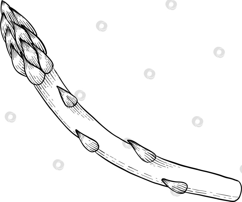 Скачать Иллюстрации различных блюд итальянской кухни в стиле черно-белой гравюры. Идеально подходит для оформления меню, упаковки или печати фотосток Ozero