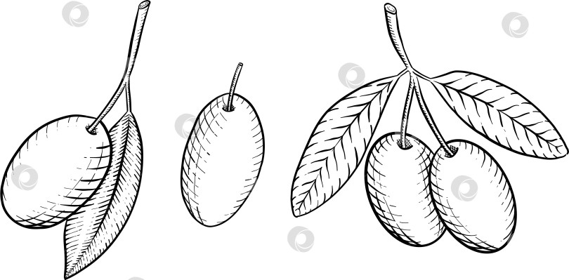 Скачать Иллюстрации различных блюд итальянской кухни в стиле черно-белой гравюры. Идеально подходит для оформления меню, упаковки или печати фотосток Ozero