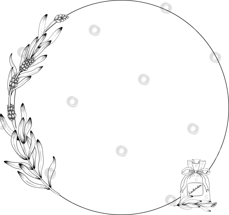 Скачать Ботанический эскиз лаванды, выполненный вручную черными чернилами на белой бумаге, с натуралистичными деталями и изящными линиями. фотосток Ozero